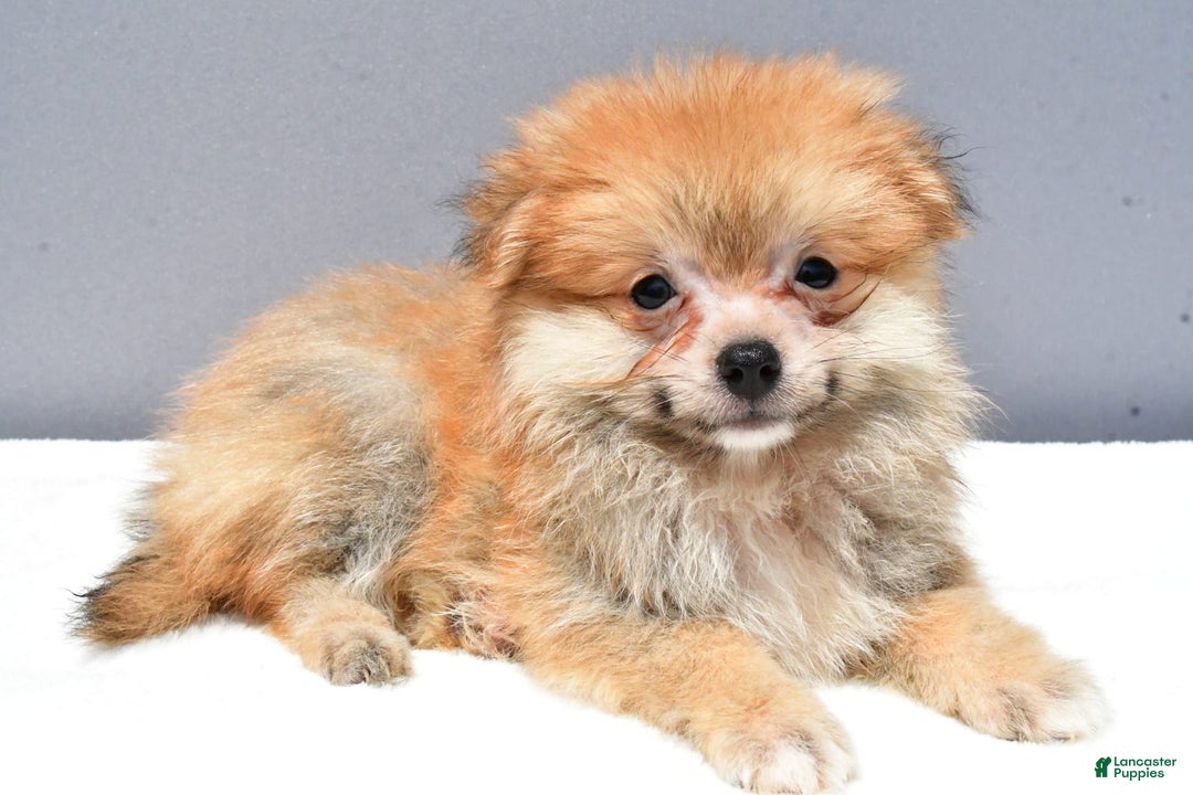 Pomeranian dogs for sale: Ian - Image 4
