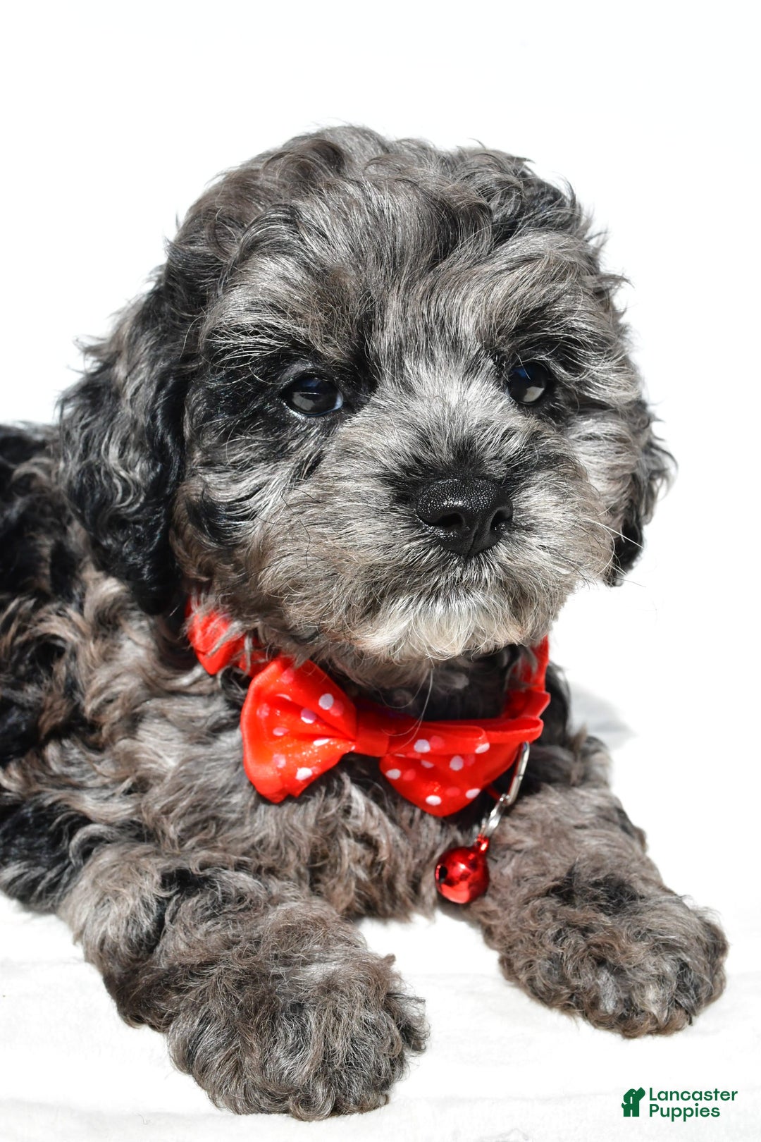 Cockapoo dogs for sale: Sonny - Image 5