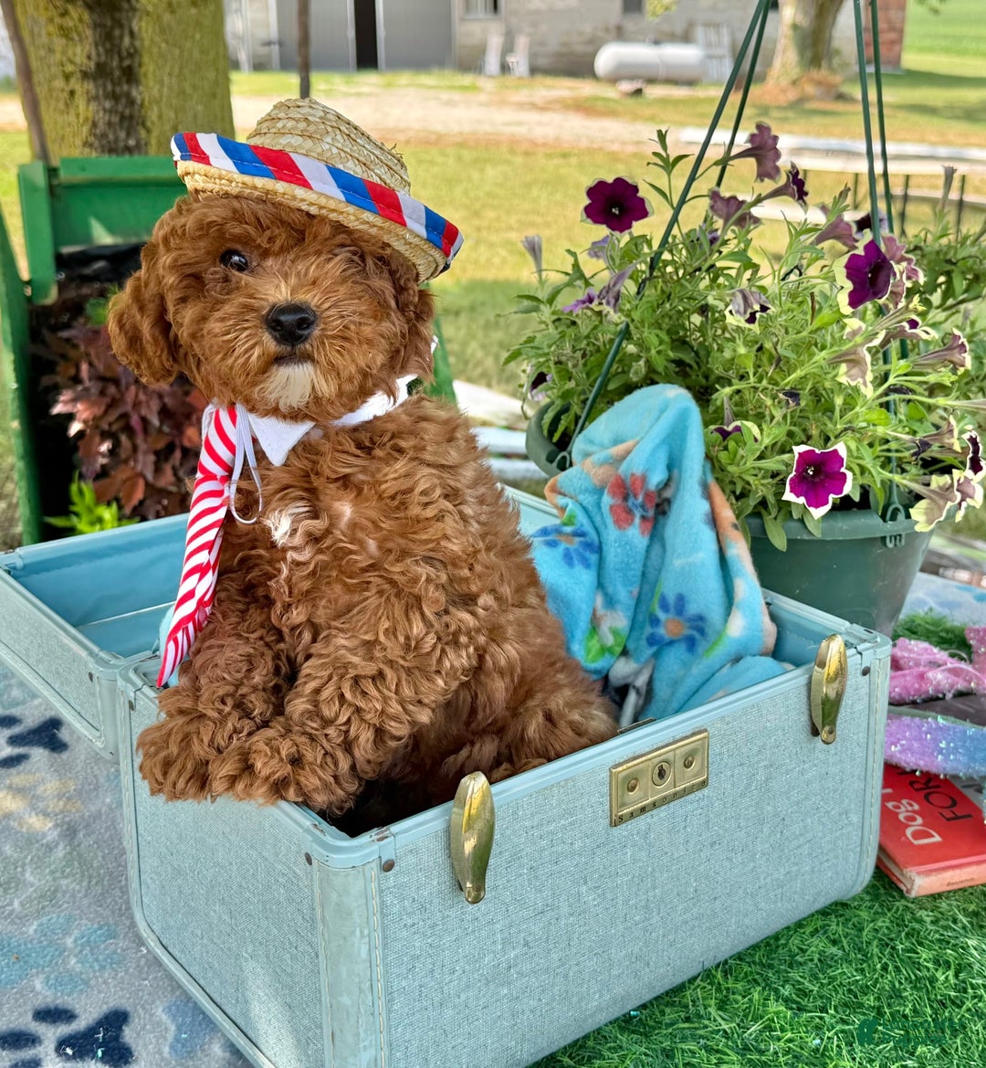 Toy Poodle dogs for sale: Toy Poodle 4 puppies - Image 13