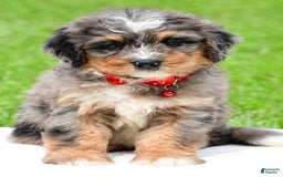 Mini Bernedoodle dogs for sale: Jerry - Image 1
