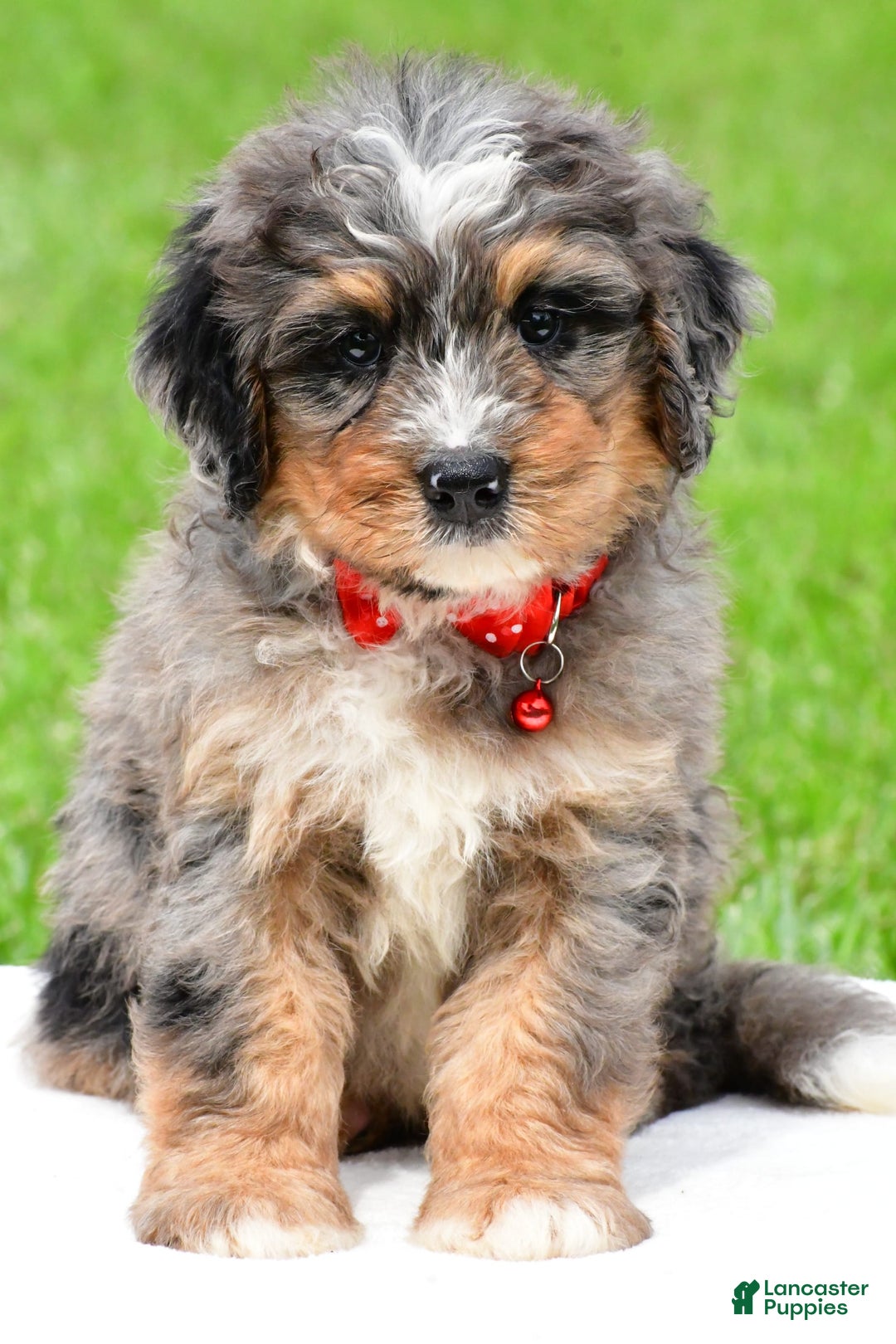 Mini Bernedoodle dogs for sale: Jerry - Image 1