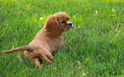 Cavalier King Charles Spaniel dogs for sale: Clifford - Image 5