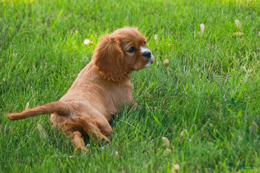 Cavalier King Charles Spaniel dogs for sale: Clifford - Image 5