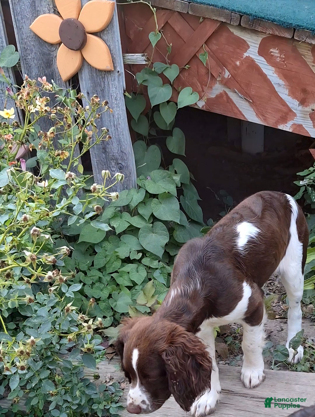 English Springer Spaniel dogs for sale: Scampy - Image 3