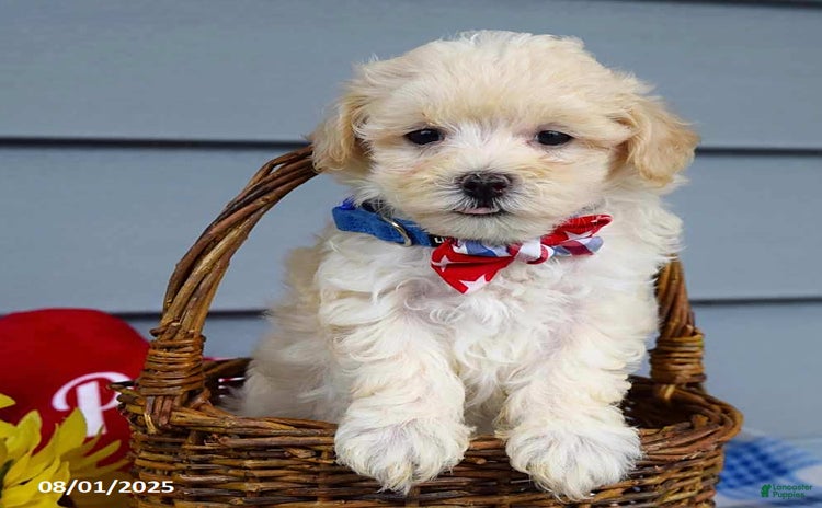 Maltipoo dogs for sale - Ad 1