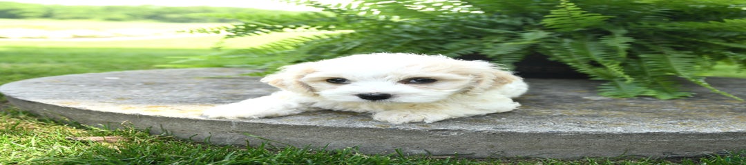 Ozzie