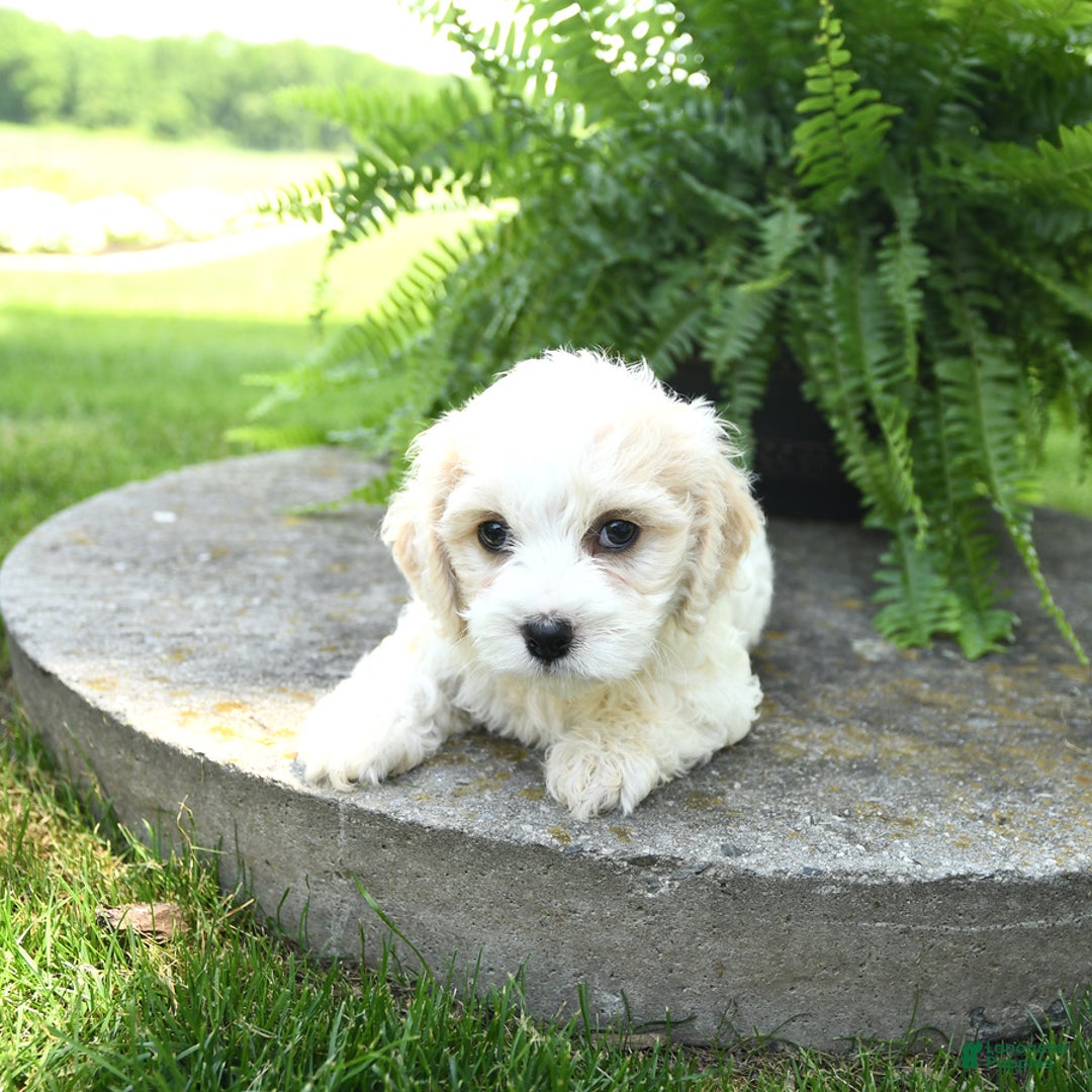 Cavachon dogs for sale: Ozzie - Image 1