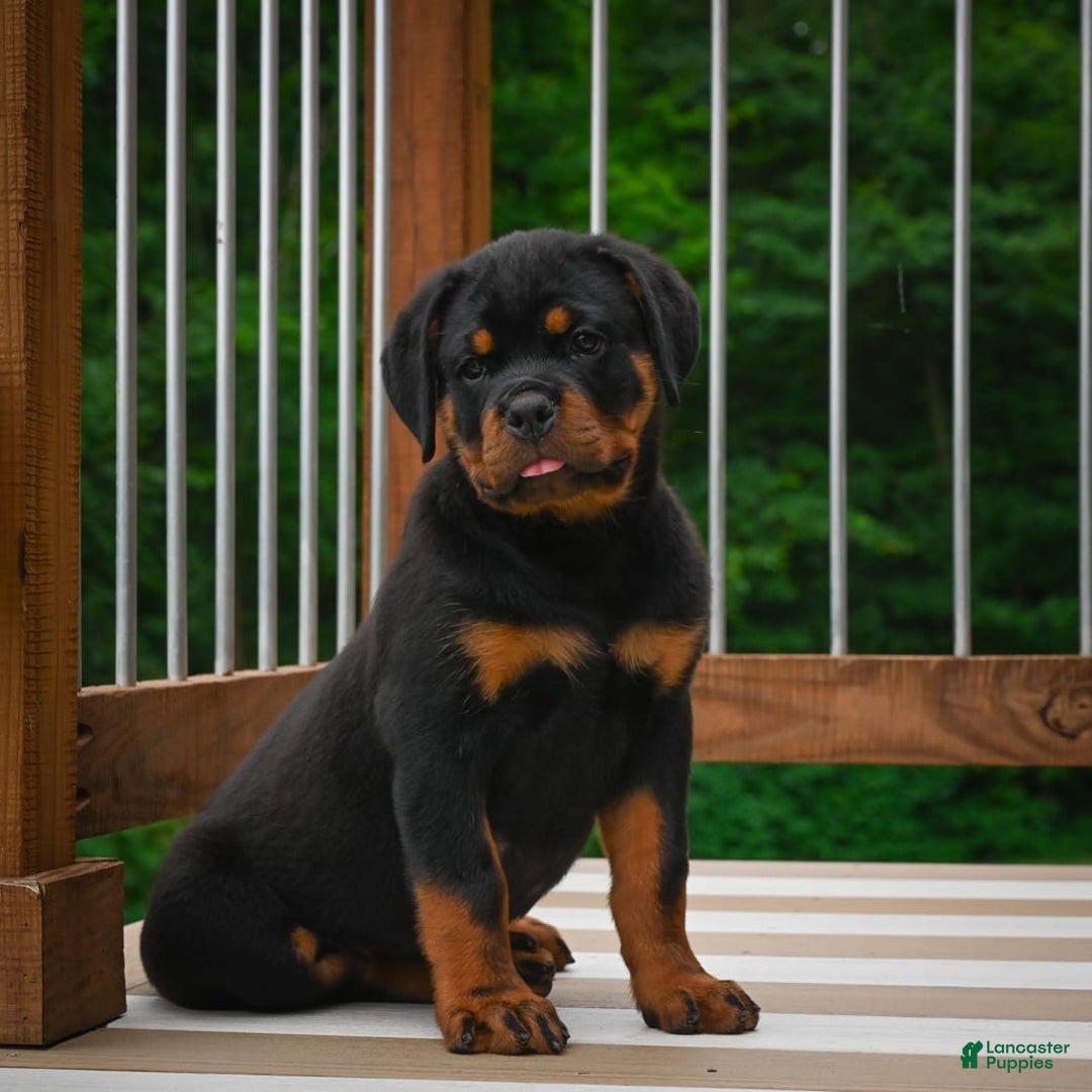 Rottweiler dogs for sale: Bella - Image 19