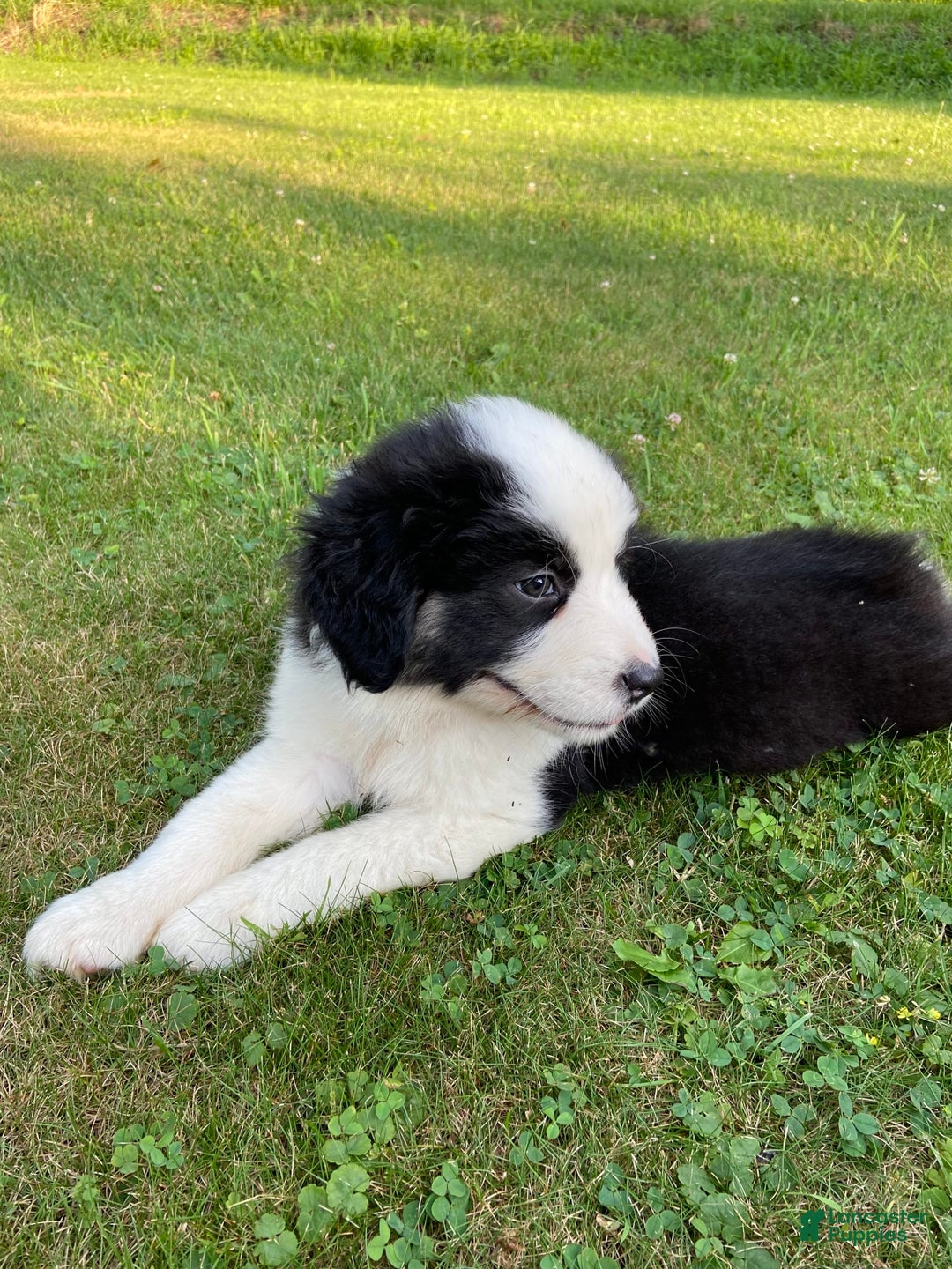 Australian Shepherd dogs for sale: Zena H3 - Image 9