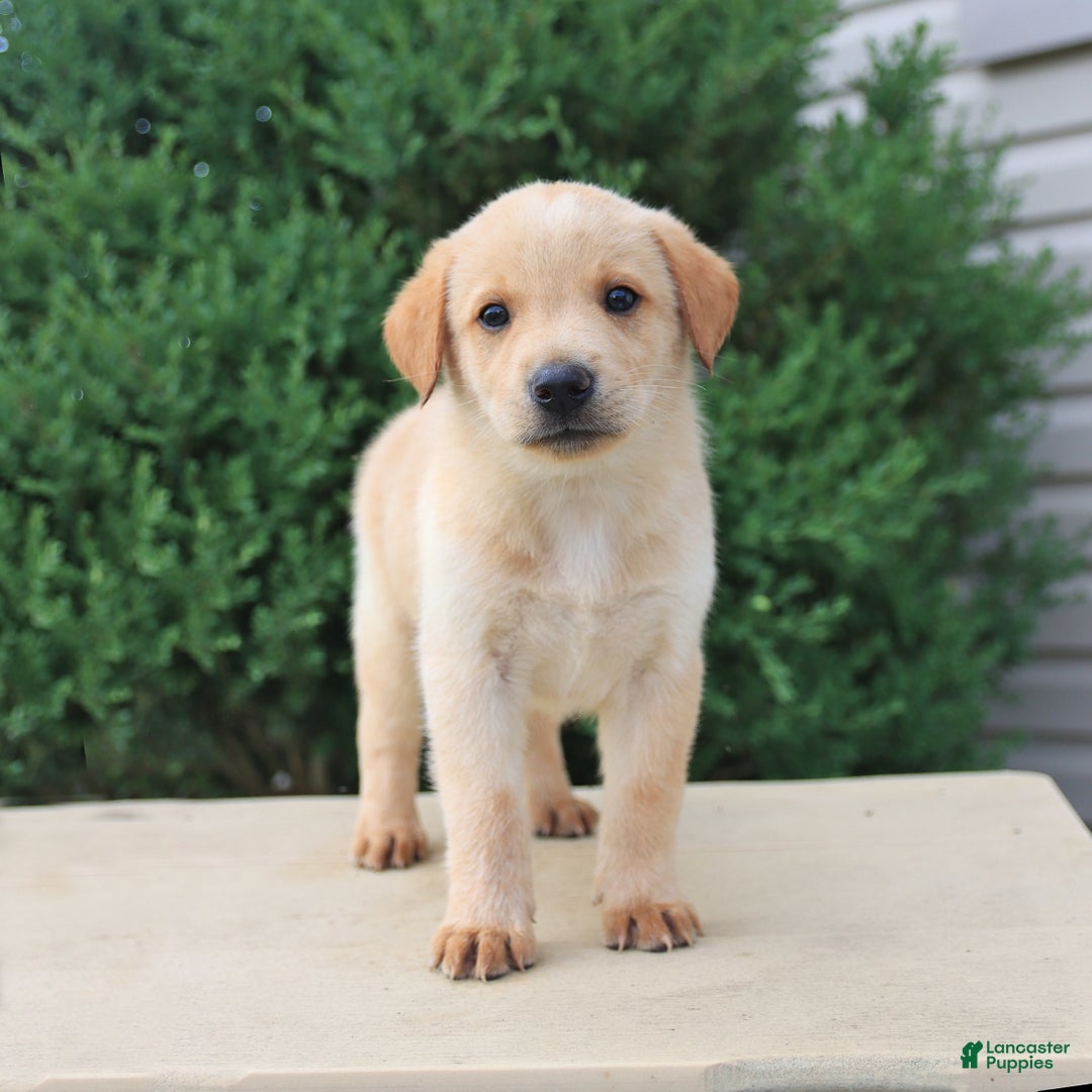Labrador Retriever dogs for sale: Felix - Image 2
