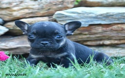 French Bulldog dogs for sale: Lola - Image 4