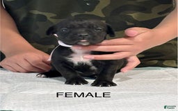 Cane Corso dogs for sale: Cane Corso - Image 2