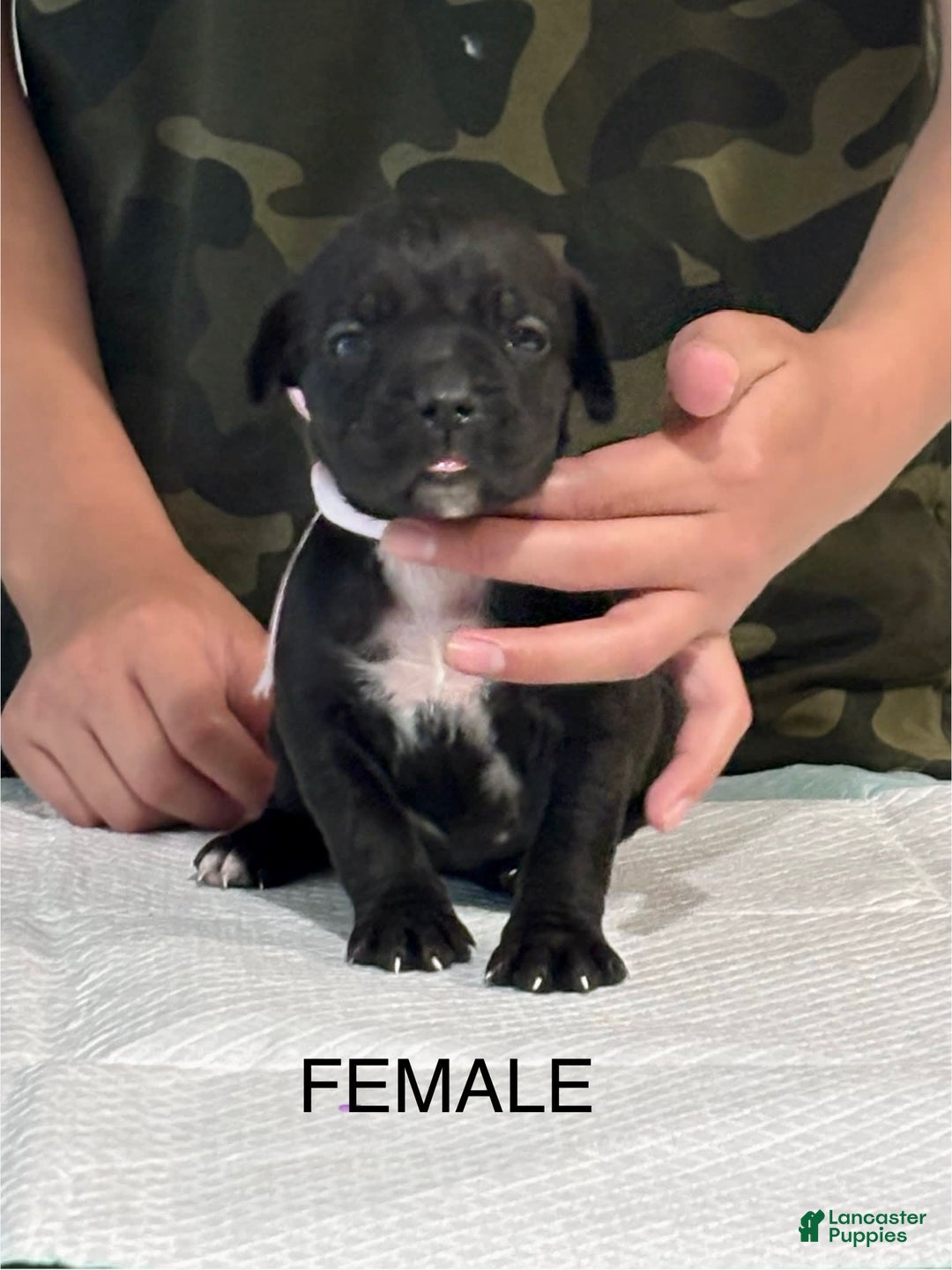 Cane Corso dogs for sale: Cane Corso - Image 2