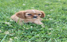 Cavalier King Charles Spaniel dogs for sale: Harper - Image 2