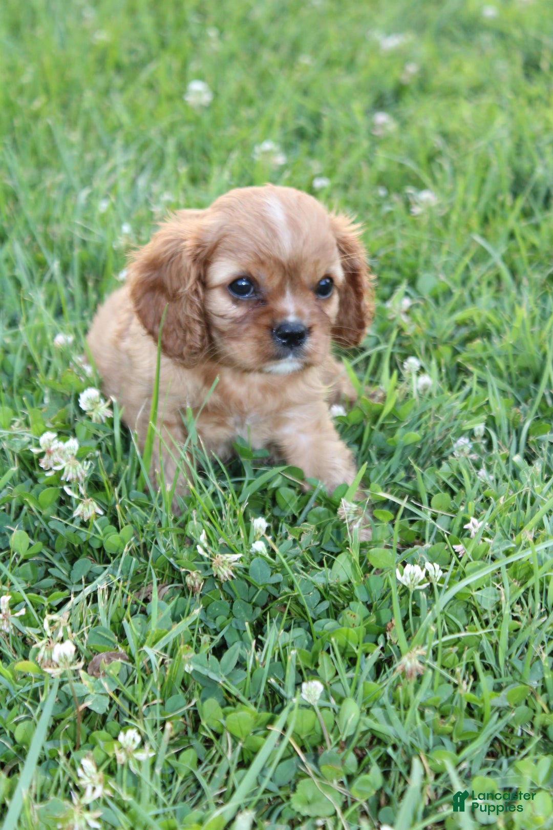 Cavalier King Charles Spaniel dogs for sale: Harper - Image 2