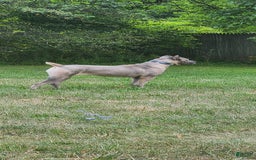 Cane Corso dogs for sale: BlondiePuppy - Listing for pets: BlondiePuppy - Image 3