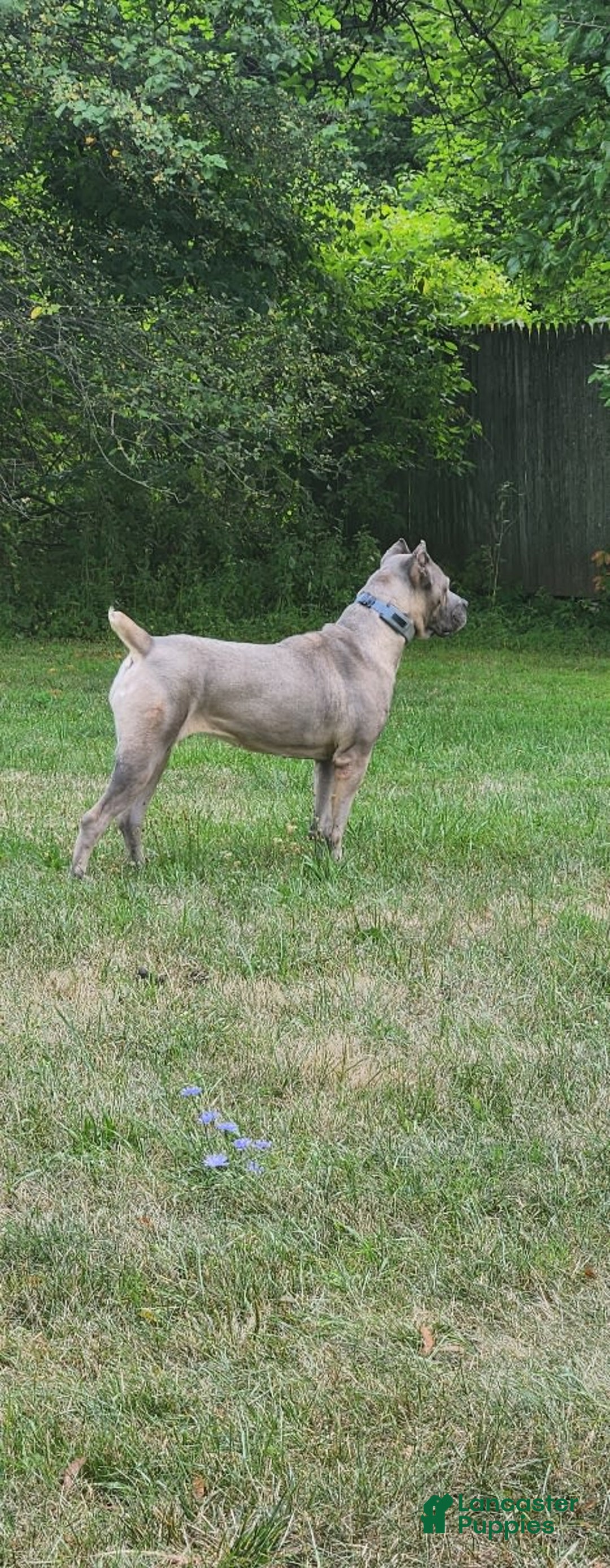 Cane Corso dogs for sale: BlondiePuppy - Listing for pets: BlondiePuppy - Image 3