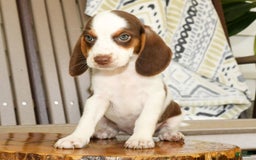 Beagle dogs for sale: Phil - Image 7