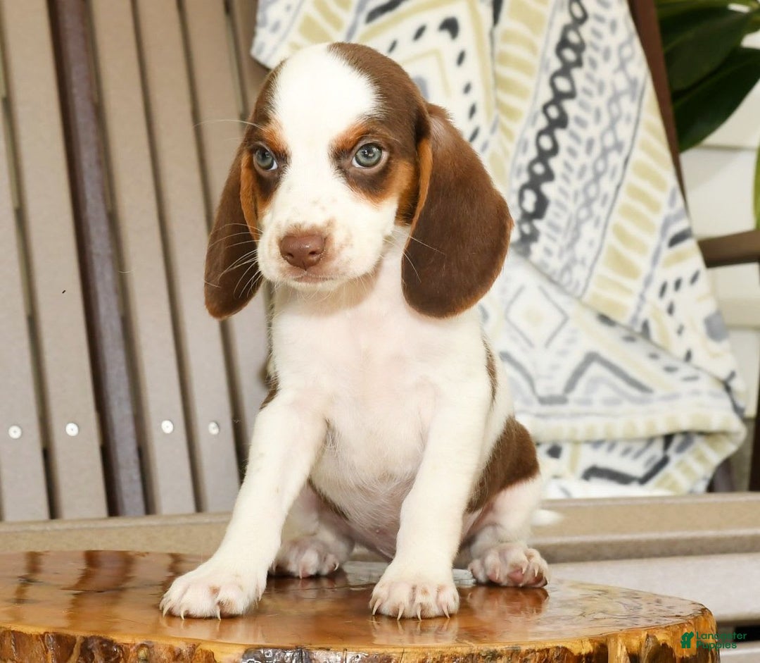 Beagle dogs for sale: Phil - Image 7