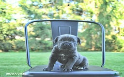 Cane Corso dogs for sale: Mia - Image 5