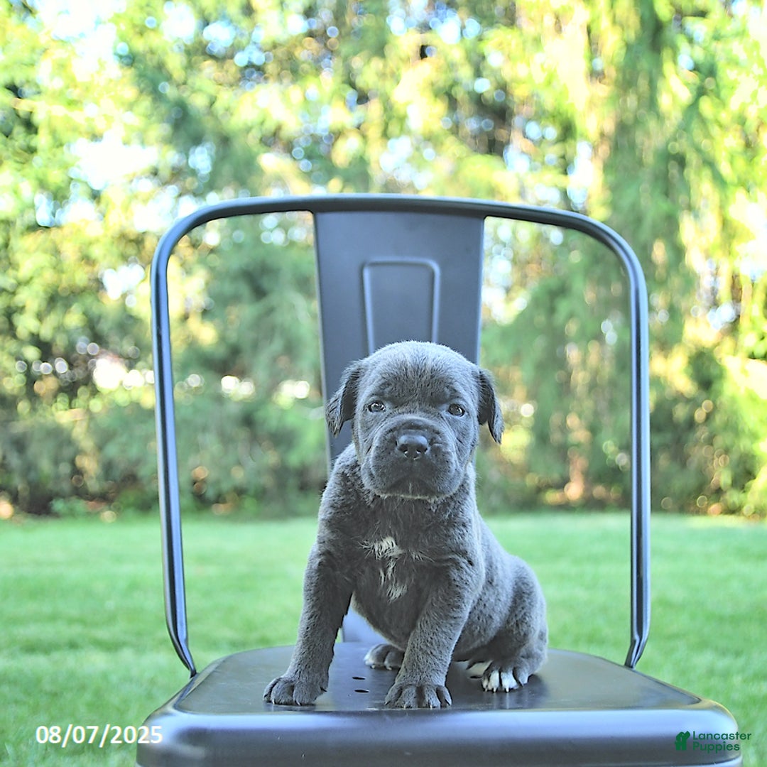 Cane Corso dogs for sale: Mia - Image 5