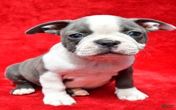 Boston Terrier dogs for sale: Jenny - Image 2