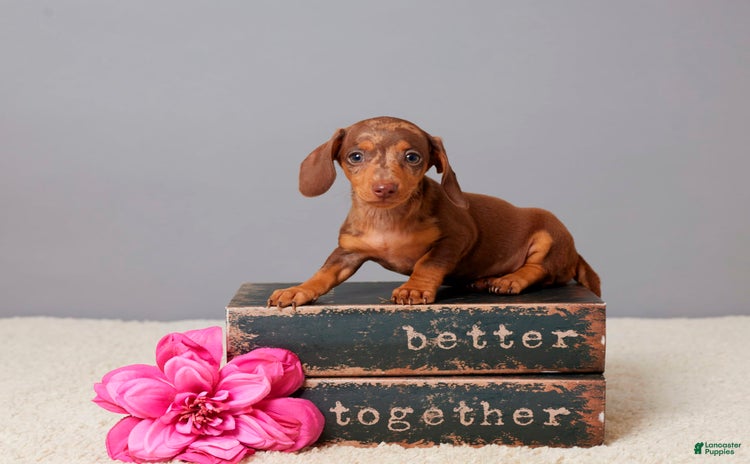 Miniature Dachshund dogs for sale - Ad 4