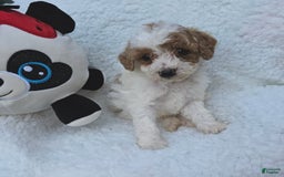 Toy Poodle dogs for sale: Taffey - Image 4