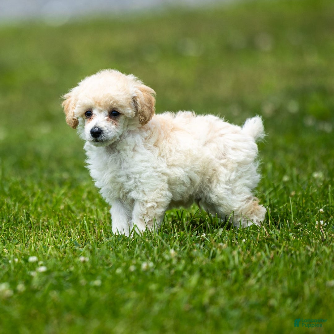 Toy Poodle dogs for sale: Oscar - Image 3