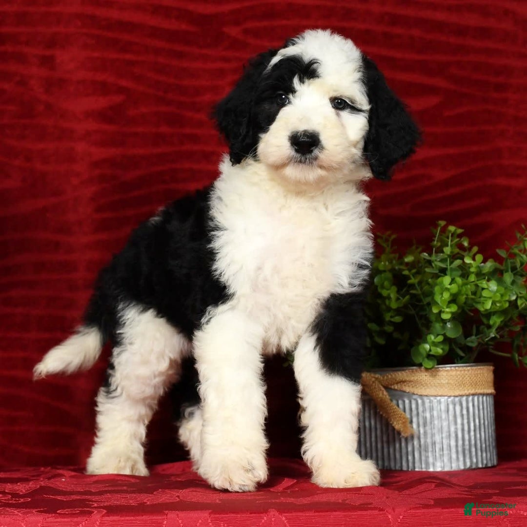 Sheepadoodle dogs for sale: Tulip - Image 5