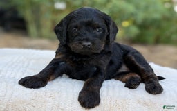 Cavapoo dogs for sale: Luna - Image 2
