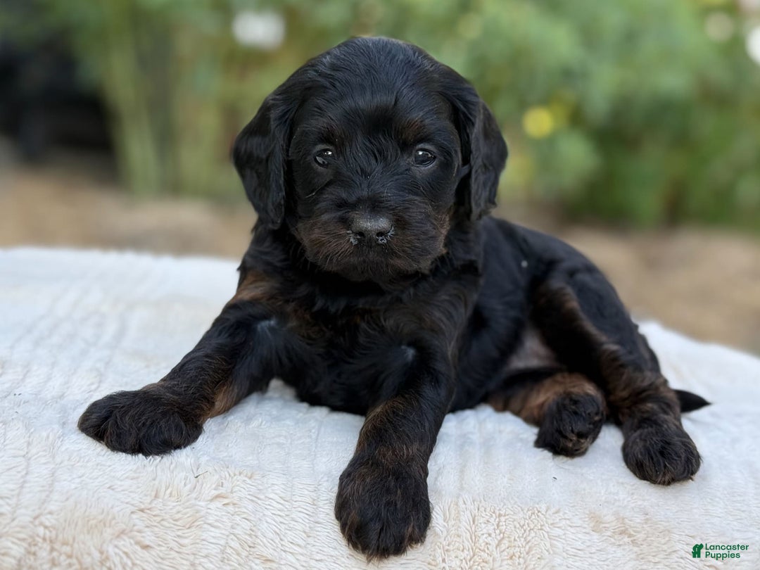 Cavapoo dogs for sale: Luna - Image 2
