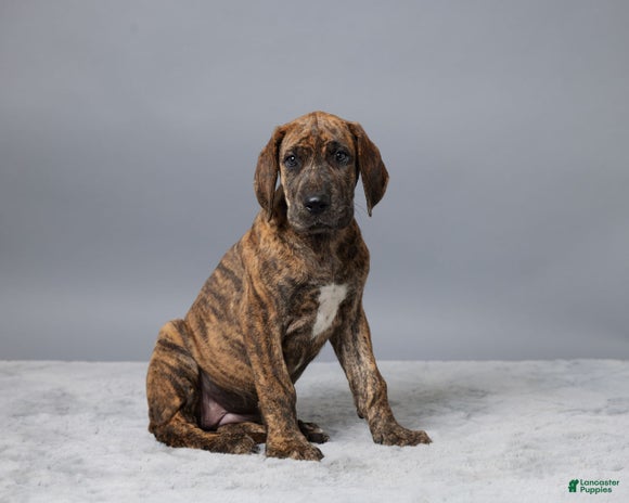 Great Dane dogs for sale - Ad 3
