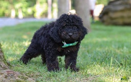 Cockapoo dogs for sale: Midnight - Image 13