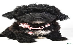 Bichpoo dogs for sale: Alisha - Image 3