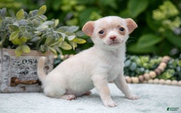 Chihuahua dogs for sale: Caramel - Image 1