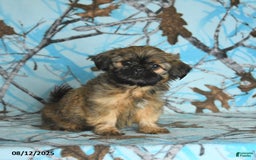 Shih Tzu dogs for sale: Sterling - Image 5