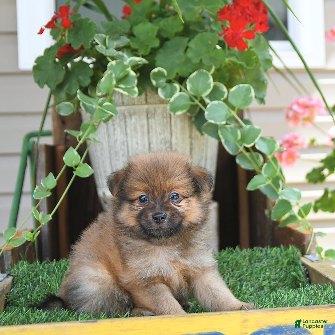 Pomeranian dogs for sale: Fred - Image 10