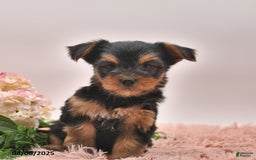 Yorkshire Terrier dogs for sale: Regina - Image 5
