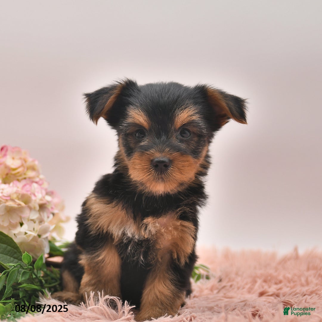 Yorkshire Terrier dogs for sale: Regina - Image 5