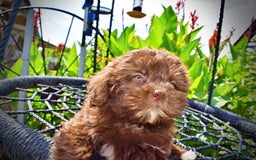 Havapoo dogs for sale: Classy - Image 9