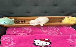 Pomeranian dogs for sale: Pearl - Image 2