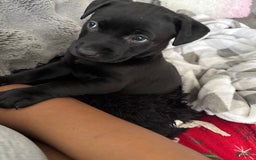 American Pit Bull Terrier dogs for sale: Nova - Image 1