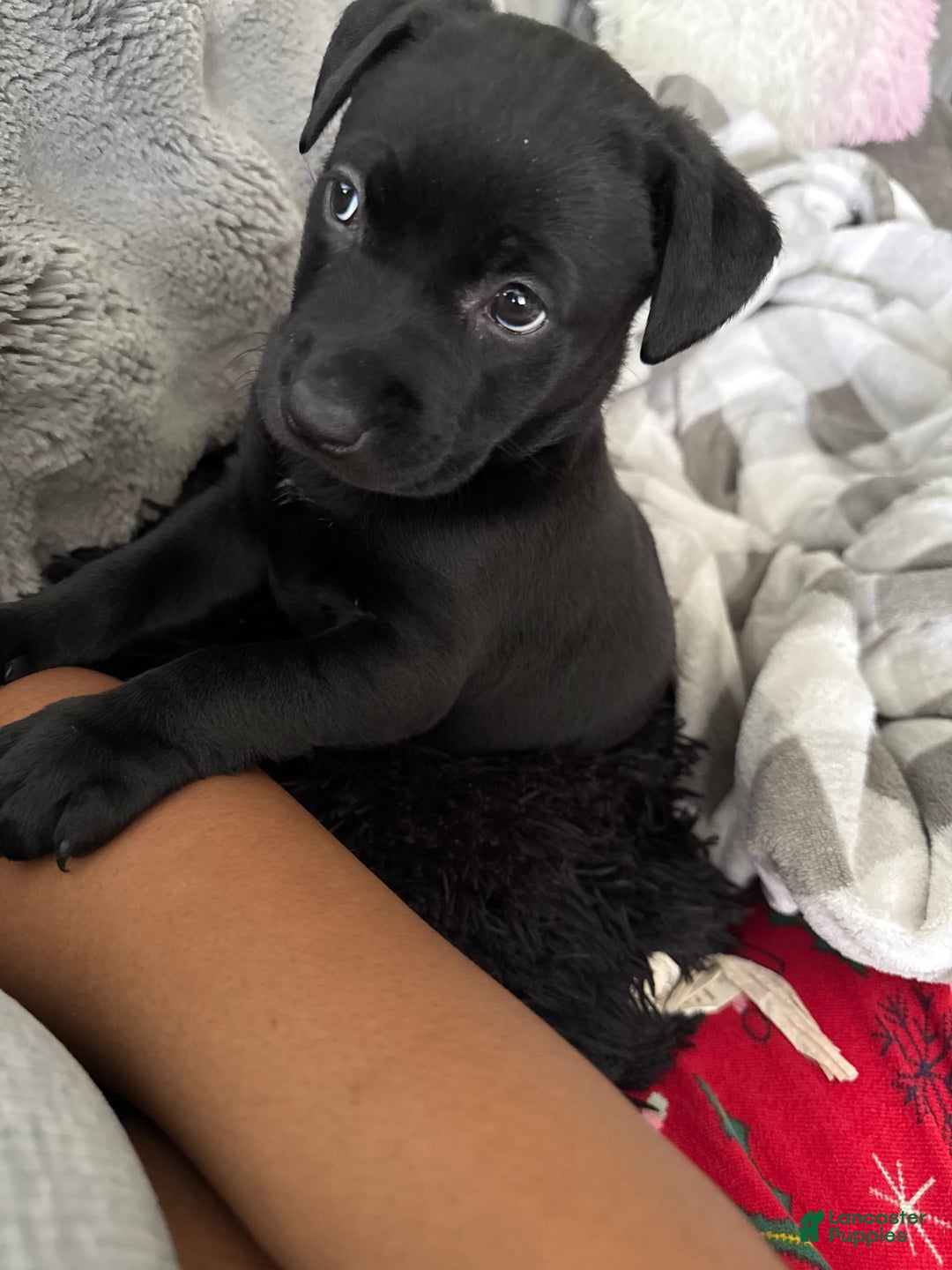 American Pit Bull Terrier dogs for sale: Nova - Image 1