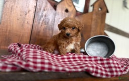Toy Poodle dogs for sale: Benji - Image 1
