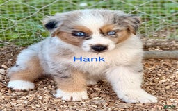 Australian Shepherd dogs for sale: Hank - Image 3