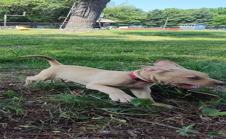 American Pit Bull Terrier dogs for sale - Ad 2