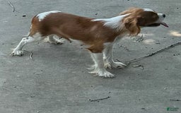 Cavapoo dogs for sale: Tommy - Image 5