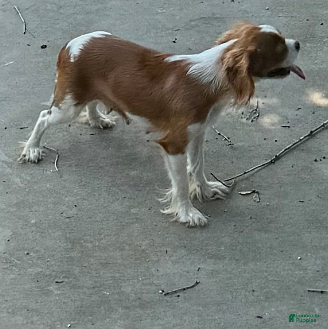 Cavapoo dogs for sale: Tommy - Image 5