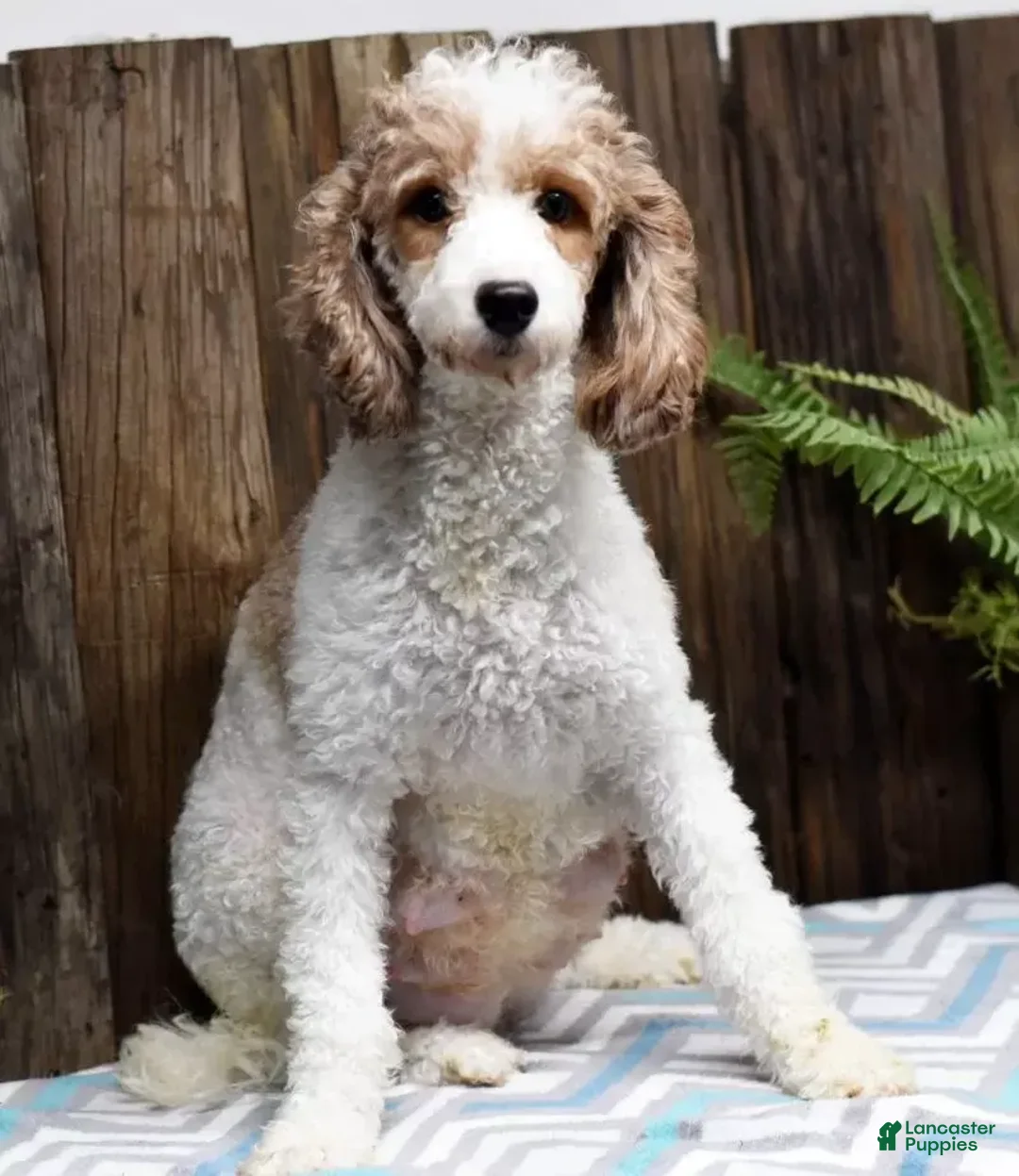 Miniature Poodle dogs for sale: Austin - Image 15